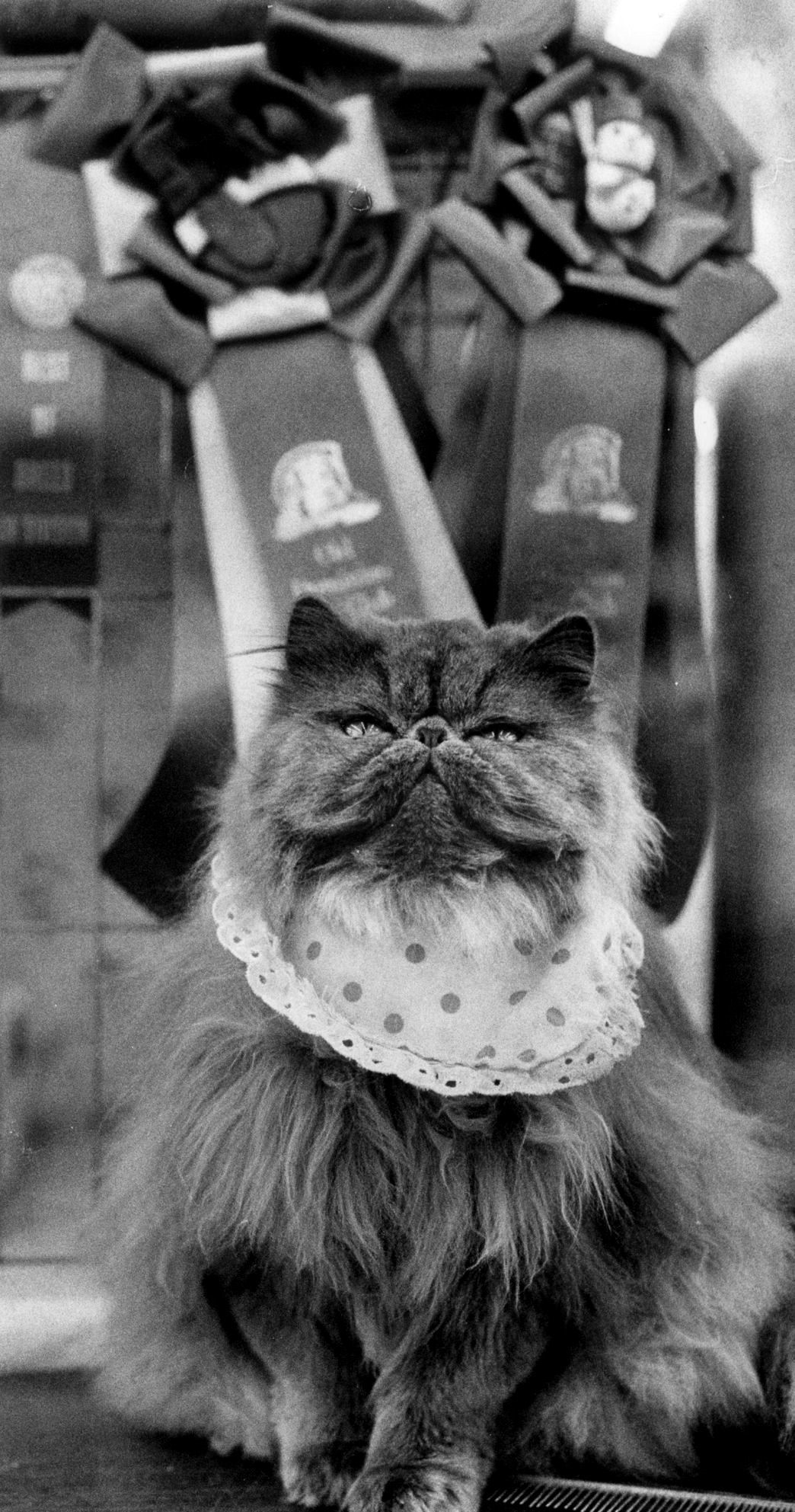 Old Dominion Cat Show